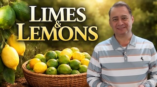 LIMES & LEMONS